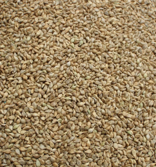 Browntop Millet (WS)