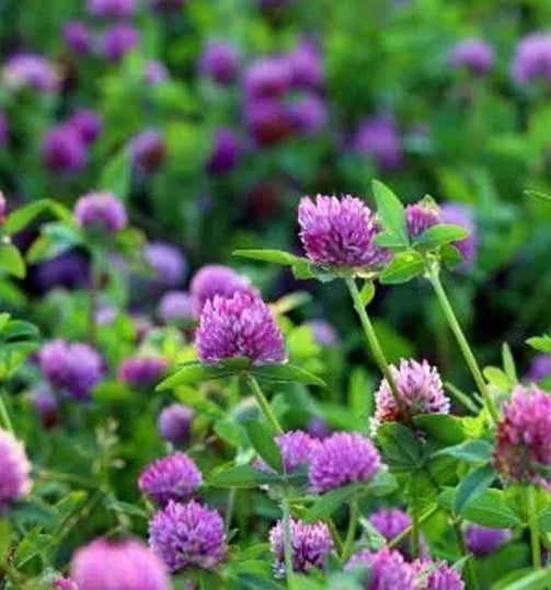 Kenland Red Clover CT